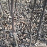 矮化m9t337苹果苗价格及报价矮化m9t337苹果苗基地图片