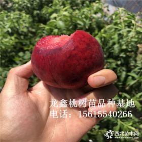 晚熟桃树苗价格、晚熟桃树苗批发价钱