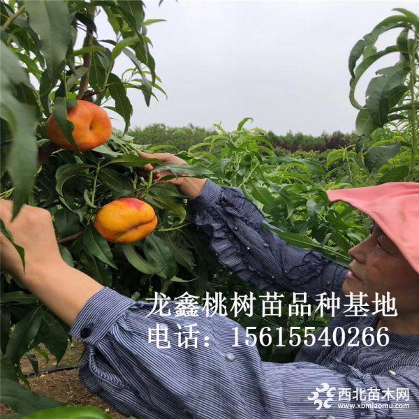 黄金蜜四号桃树苗