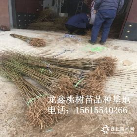 水蜜桃桃树苗多少钱一棵、水蜜桃桃树苗一亩地产多少斤