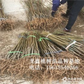 黄金蜜4号桃树苗多少钱一棵、黄金蜜4号桃树苗出售多少钱