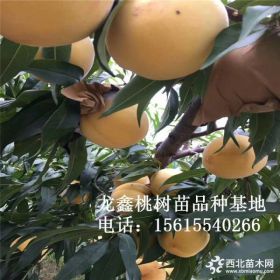 水蜜桃桃树苗多少钱一棵、水蜜桃桃树苗出售批发