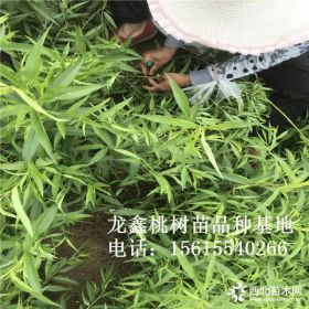 中油21桃树苗、中油21桃树苗价格