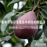 中梨4号梨树苗、中梨4号梨树苗批发