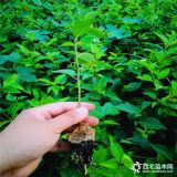 俄羅斯8號(hào)櫻桃苗出售 俄羅斯8號(hào)櫻桃苗多少錢(qián)一棵