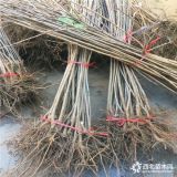 哪里有卖矮化樱桃树苗 矮化樱桃树苗基地