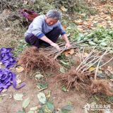 俄羅斯8號櫻桃苗多少錢一棵 俄羅斯8號櫻桃苗價格