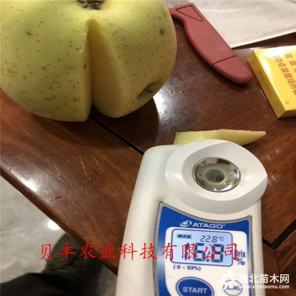 新品種蘋果樹苗