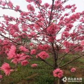 5公分红叶碧桃价格、菊花碧桃、垂枝碧桃基地