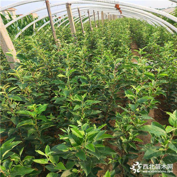 梨樹苗新梨7號