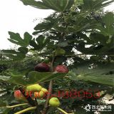 华丽无花果苗价格 无花果苗哪里有 多少钱一棵无花果苗