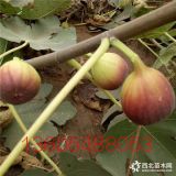 波姬红无花果苗价格、波姬红无花果苗哪里有