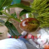 中蟠17號(hào)桃樹(shù)苗出售價(jià)格-不軟果桃樹(shù)苗哪里賣