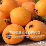 一公分枇杷樹(shù)苗批發(fā)-一年生枇杷苗哪里有賣(mài)