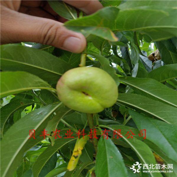 好品種桃樹(shù)苗