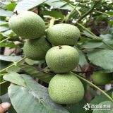 遼核核桃苗,,核桃苗那個(gè)產(chǎn)量高,核桃苗種植時(shí)間