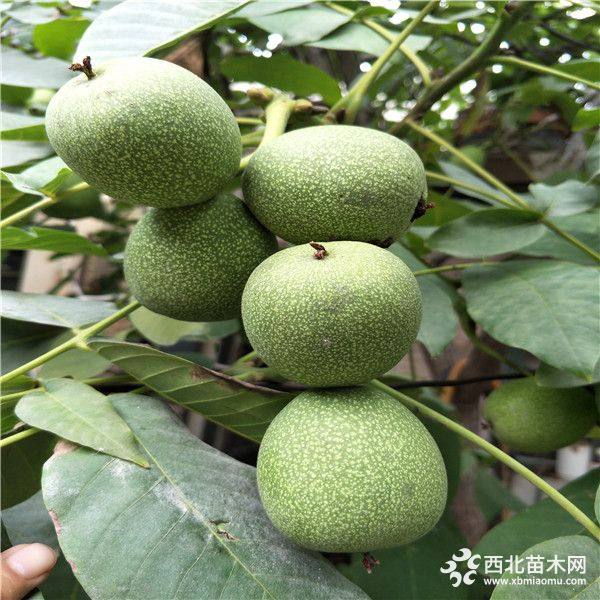 ,,核桃苗那個(gè)產(chǎn)量高