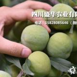 2019年青脆李树苗价格-那里有青脆李子苗种植基地