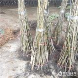 核桃樹(shù)苗,核桃苗那個(gè)品種好,核桃苗一畝多少棵