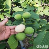 薄皮核桃苗，新品種核桃苗有哪些,購(gòu)買(mǎi)核桃苗