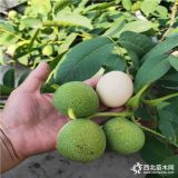 核桃苗多少錢(qián)一棵,核桃苗栽培技術(shù),核桃苗種植時(shí)間