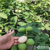 新品種核桃苗,,核桃苗那個(gè)產(chǎn)量高,想買(mǎi)核桃苗