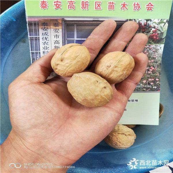 核桃苗那個(gè)品種好