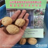 核桃苗多少錢一棵,核桃苗那個(gè)品種好,購(gòu)買核桃苗