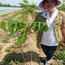 核桃苗多少钱，核桃苗价格