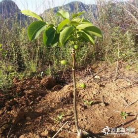 核桃苗多少钱,嫁接核桃苗,核桃苗产地