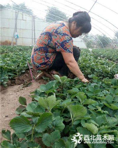 京郊小白草莓苗