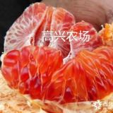 象山黃美人柑橘苗 媛紅椪柑 甘平