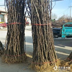 当年花椒苗批发 大红袍花椒苗种植基地 林源百亩花椒苗直销热卖