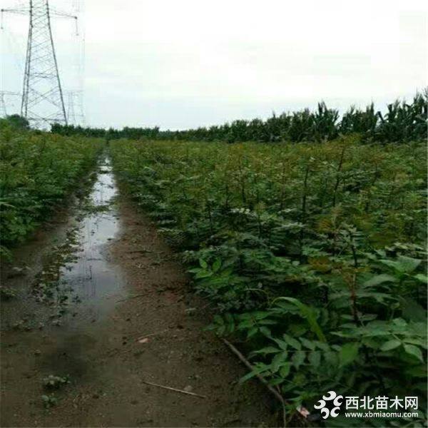 大红袍花椒苗