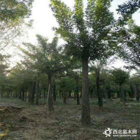 管城回族区19公分国槐国槐基地15公分国槐价格精品发冒国槐