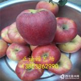 我想種好品種蘋果苗、什么品種好 魯麗蘋果苗今年什么價(jià)