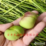 哪里批發(fā)桃樹(shù)苗、中蟠17號(hào)桃樹(shù)苗哪里有