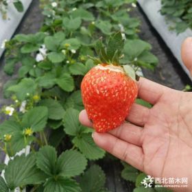 草莓树苗、草莓苗种植方法、草莓苗基地、草莓苗培育