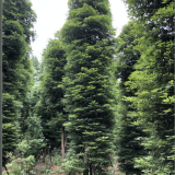 楨楠金絲楠木基地廠家直銷揮淚大甩賣歡迎咨詢崇德園林楨楠價格