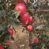 鲁丽苹果苗基地 鲁丽苹果苗批发多少钱一棵