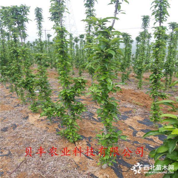 鲁丽苹果树苗