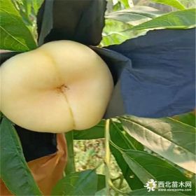 六安市黄桃桃树苗什么品种好