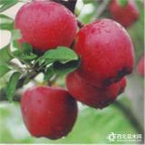 19年蘋果特別貴  種植優(yōu)質(zhì)蘋果苗哪里買  價(jià)格多少