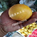 风味皇后蟠桃苗、批发风味皇后蟠桃苗、新品种风味皇后蟠桃苗