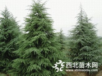 雪松树苗