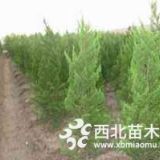 苗圃龙柏价格，3米高的龙柏树45元/棵