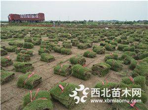 馬尼拉草皮