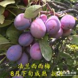 抗凍性強(qiáng)的李子苗哪里有 法蘭西西梅李子苗適應(yīng)能力強(qiáng)