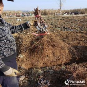 葡萄苗种植技术 ，哪里有葡萄苗出售