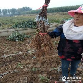 葡萄苗种植技术 ，那里葡萄好吃